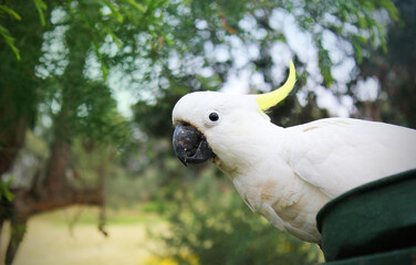 Australian Sulphur Crested Cockatoo