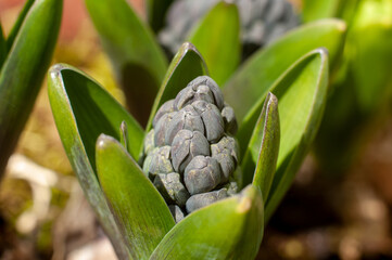 the closed buds of a blue hyacinth flower