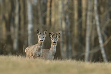 Two roe deer in spring nature. Capreolus capreolus. Male and female roe deer standing on the meadow, in the background is a forest. 