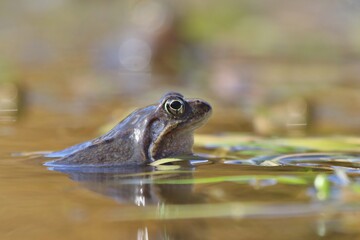 European common brown frog (Rana temporaria) massive mating, reproduction event in a pond. male resting on eggs carpet.