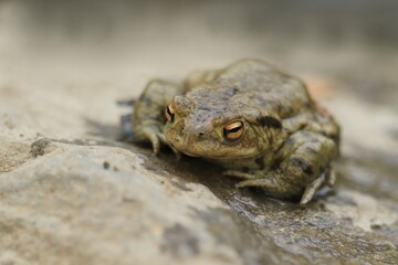 Common toad siting on the stone, European toad in the natural environment. Bufo bufo. Wildlife in Czech.