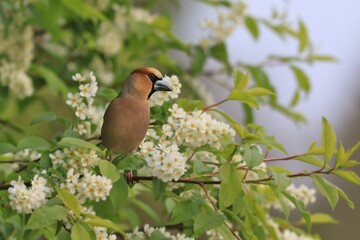  Male hawfinch sitting on the blooming twig.(Coccothraustes coccothraustes) Wildlife scene from nature.