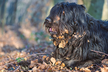 Bergamasco shepherd dog with leaves in the hair