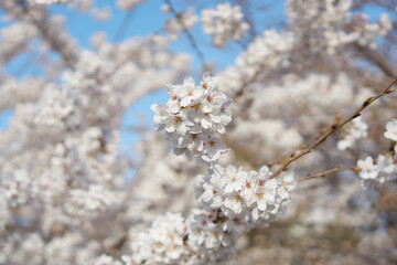 Cherry blossom flowers of spring