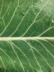 초록 식물 케일 줄기