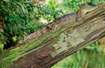 The spectacled caiman (Caiman crocodilus), also known as the white caiman,