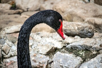 Obraz premium Portrait of a Black Swan (Cygnus atratus)