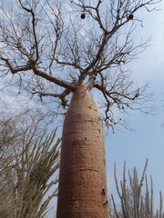 [Madagascar] Baobab tree 