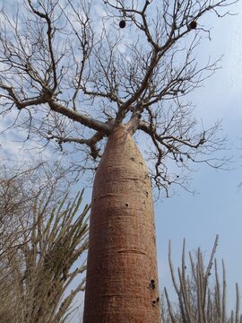 [Madagascar] Baobab tree "Fony" at Antsokay botanical garden in Arboretum d'Antsokay (Toliara)
