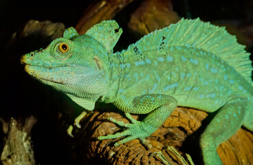 Fototapeta premium Plumed basilisk