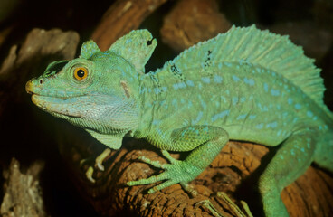 Plumed basilisk