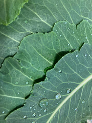 Obraz premium 초록 식물 케일 줄기