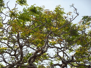 Tree in Antsokay botanical garden in Arboretum d'Antsokay (Toliara, Madagascar)