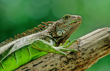 Green iguana