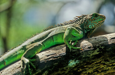 Green iguana