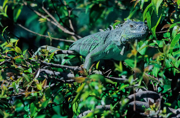 Green iguana