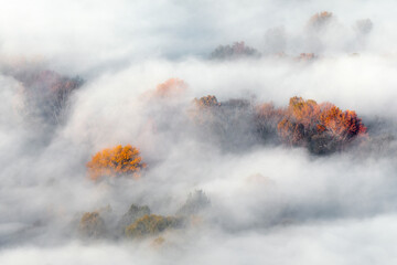 Autumn forest wrapped by mist at dawn 