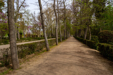 Paseo de los jardines del principe en Aranjuez