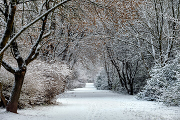 Budapest, Hungary - Beautiful snowy footpath in the winter forest near Budapest on a cold January...