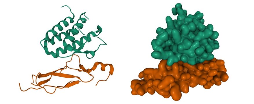 Structure of human Interleukin-15 (green) in complex with its alpha receptor (brown), 3D cartoon and Gaussian surface models, white background