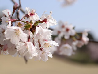 桜の花に水滴