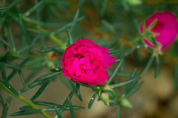 Dianthus Butterfly Flower Edible Flower