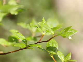 葉に付いた水滴が光る