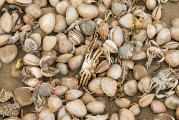 Shells and dead crabs on the shore