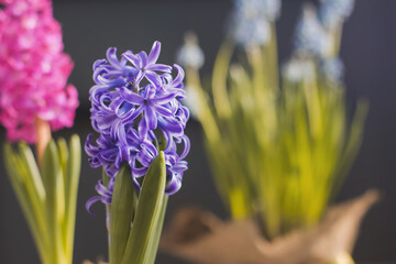 Purple hyacinth flower in a pot. Spring flowers.