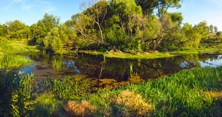 Sunny summer landscape with calm forest river at sunrise.