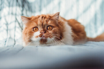 A fluffy ginger cat sits on the background of a knitted plaid. Playful cat copy space.