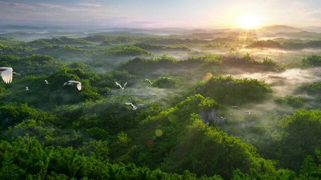 A group of red-crowned cranes flying over the bamboo forest, the green and vibrant bamboo forest surrounded by fog in the early morning, the scenery of Taiwan Erliao, a desirable wonderland on earth
