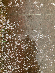 봄 비내리는 벚꽃 길