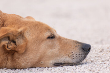 Adorable cute sleepy golden brown dog relaxing, sleeping and lying on the ground on white pebbles...