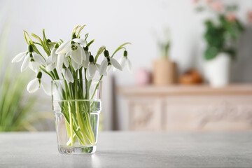 Beautiful snowdrop flowers in glass on light grey table. Space for text