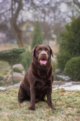 chocolate labrador retriever in the park