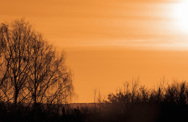 Fototapeta na wymiar Silhouettes of birches and undergrowth at sunrise. Selective focus.