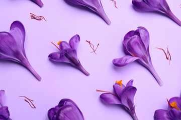 Beautiful Saffron crocus flowers on light violet  background, above view