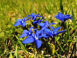 Blue gentiana sierrae or gentiana verna flowers bloom on a sunny spring day.