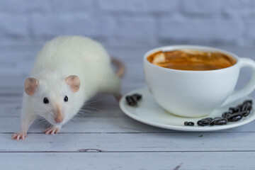 A cute and funny little white decorative rat sits next to a coffee cup. Morning breakfast