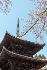 風景素材　園城寺（三井寺）の美しい桜の花
