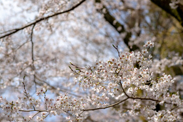 風景素材　園城寺（三井寺）の美しい桜の花
