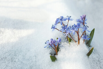 Beautiful lilac alpine squill flowers growing through