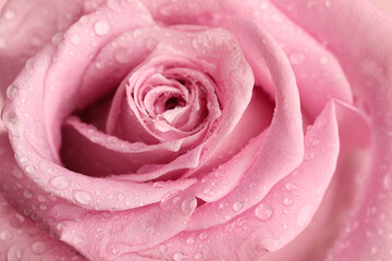 Fototapeta na wymiar Beautiful pink rose flower with water drops as background, closeup
