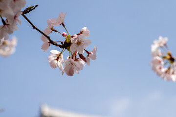 風景素材　園城寺（三井寺）の美しい桜の花