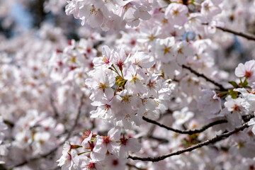 風景素材　園城寺（三井寺）の美しい桜の花