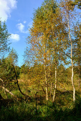 Obraz premium Naturschutzgebiet Ribnitzer Großes Moor im Stadtforst Ribnitz-Damgarten, Landkreis Vorpommern-Rügen und Landkreis Rostock, Mecklenburg Vorpommern, Deutschland