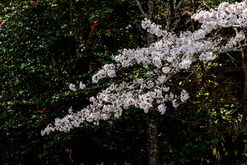 風景素材　園城寺（三井寺）の美しい桜の花