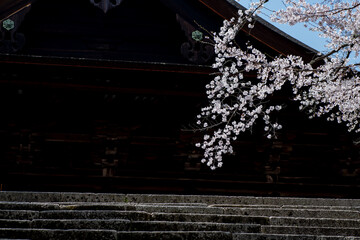 風景素材　園城寺（三井寺）の美しい桜の花