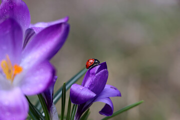 Ladybug on fresh purple crocus flower growing against blurred background, closeup